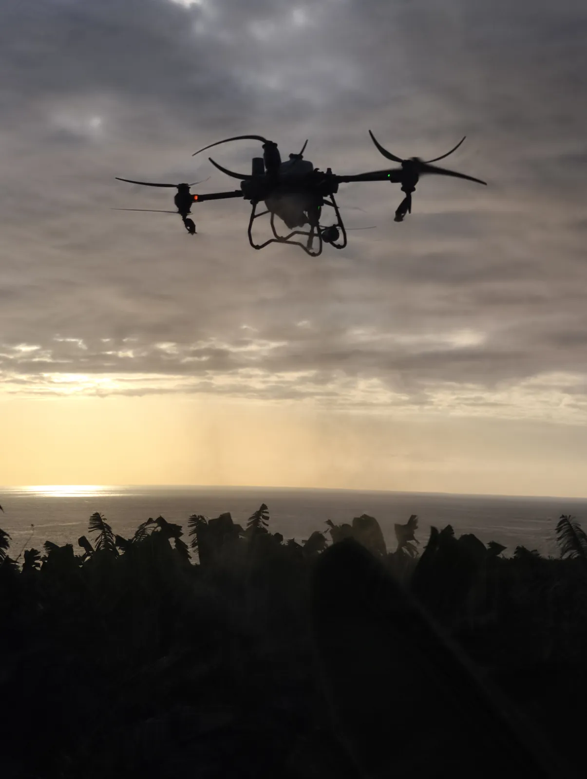 Dron agrícola al atardecer sobre plataneras del valle de Aridane, con el mar al fondo
