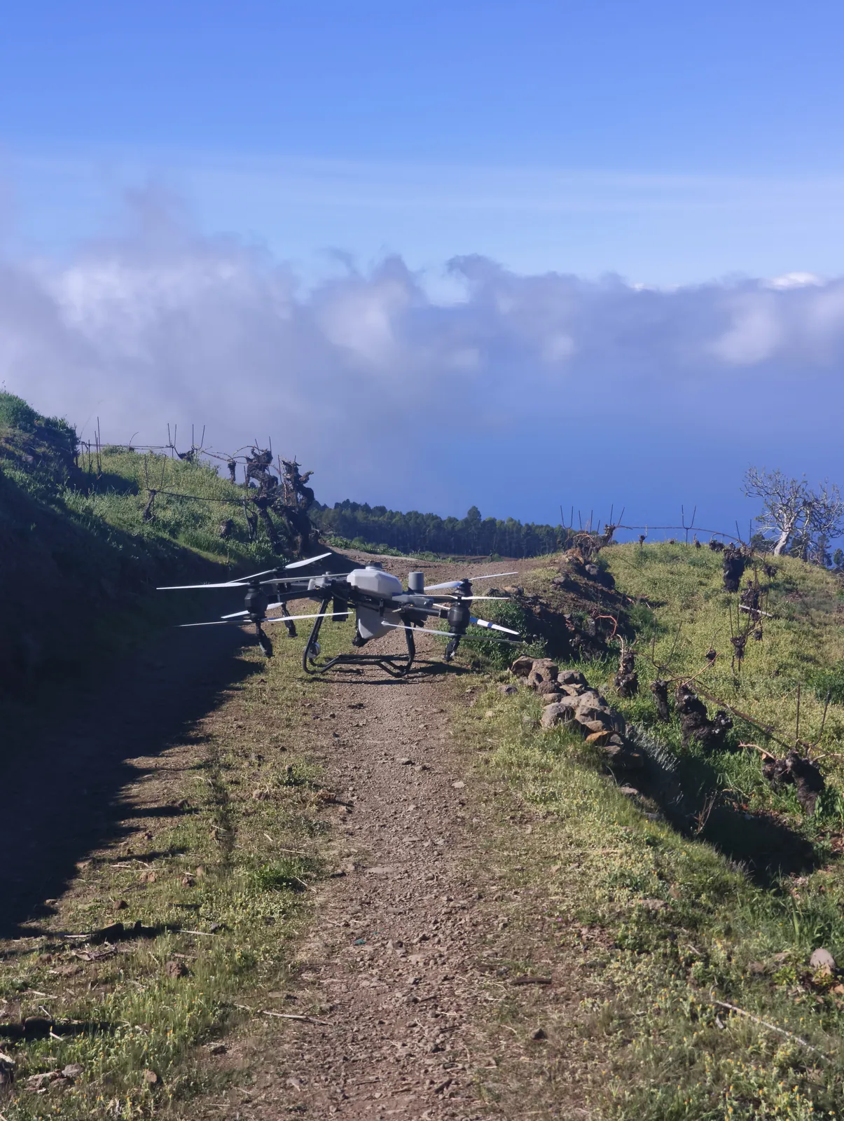 Dron DJI Agras T50 posado en una pista agrícola de La Palma con el mar de nubes al fondo