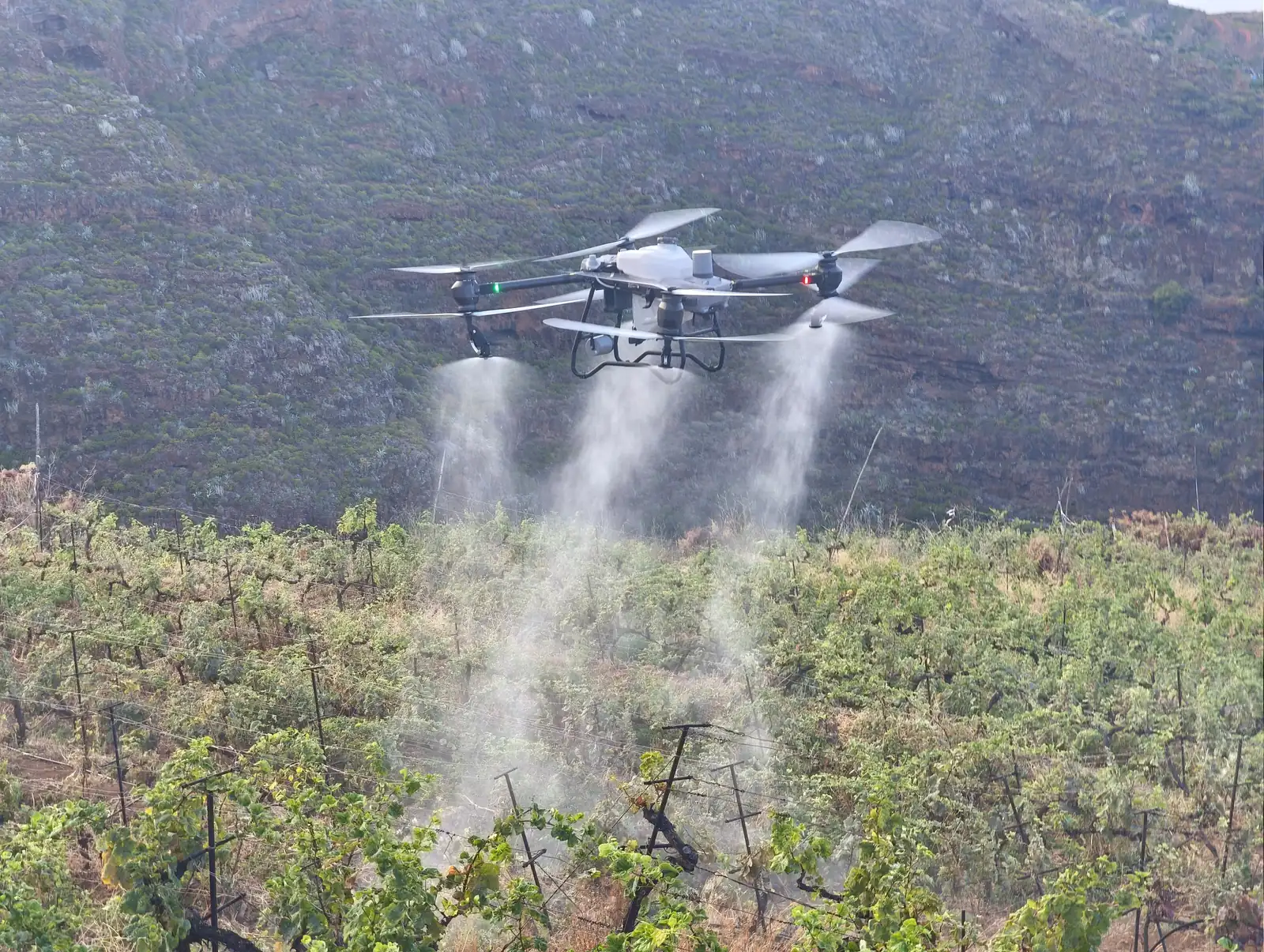 Dron agrícola pulverizando una viña en ladera en el nordeste de La Palma
